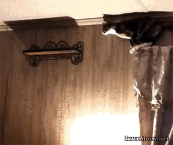 TROLANDO O GATO