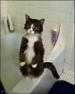 historia-de-vida-que-todo-gato-esconde