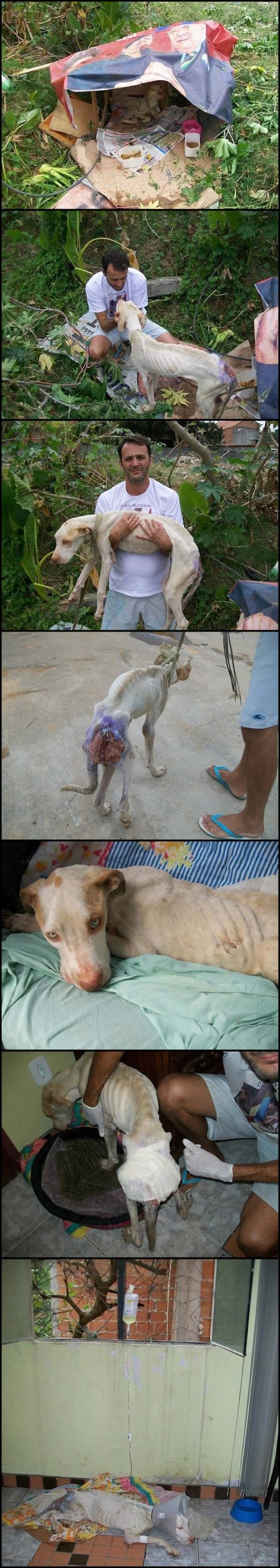 Cachorrinho1