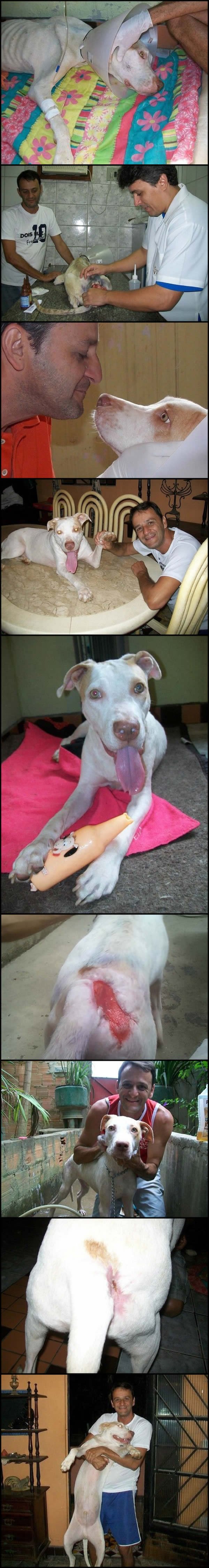 Cachorrinho2