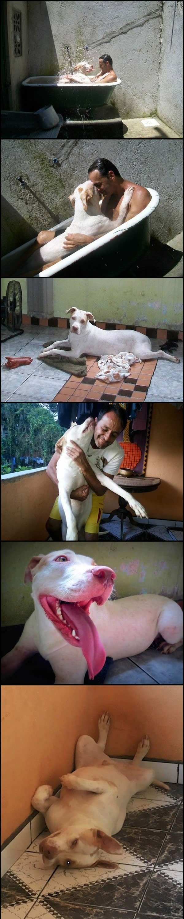 Cachorrinho3