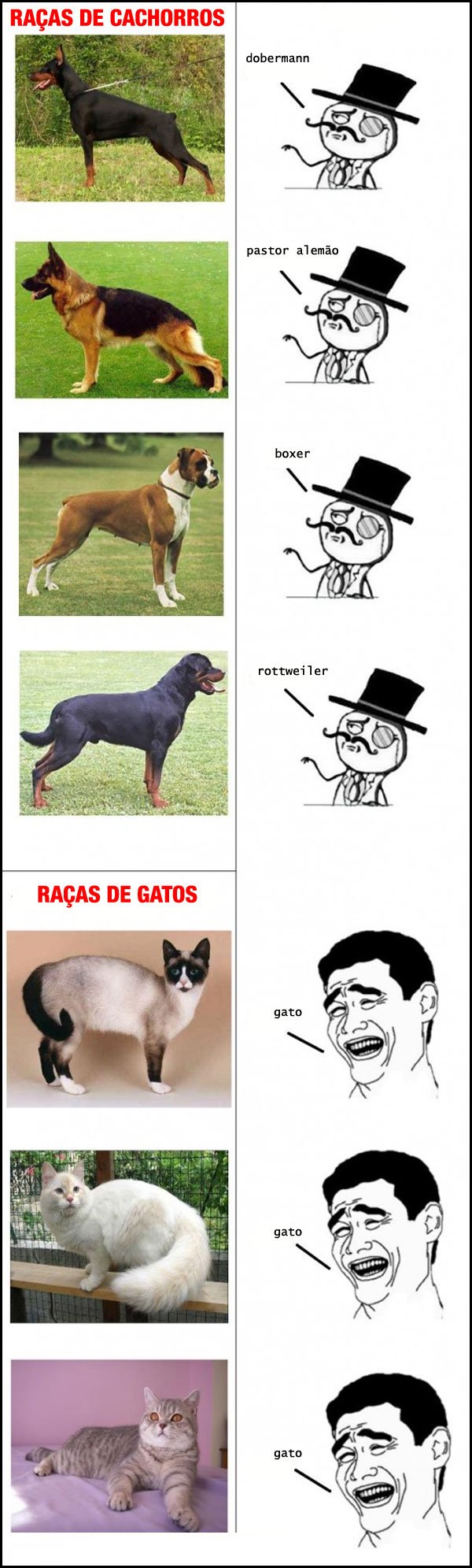 caoxgato
