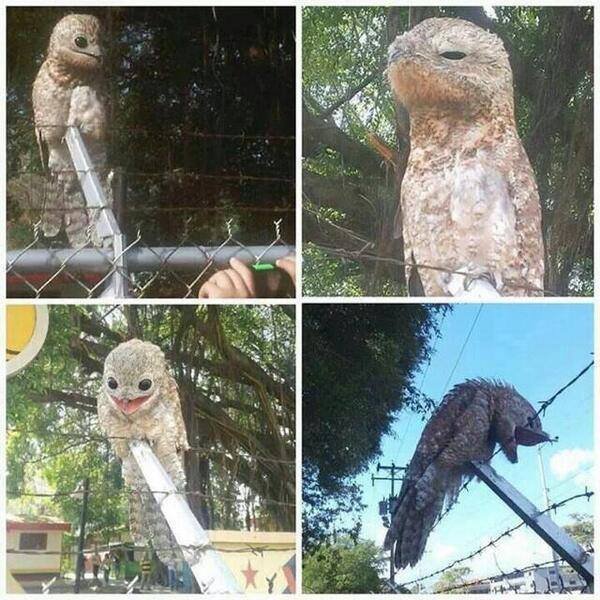 potoo